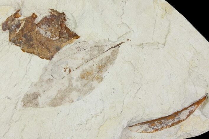 Miocene Fossil Leaf (Cinnamomum) - Augsburg, Germany #139161